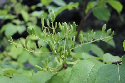 Syringa reticulata - šeřík japonský - před rozkvětem
